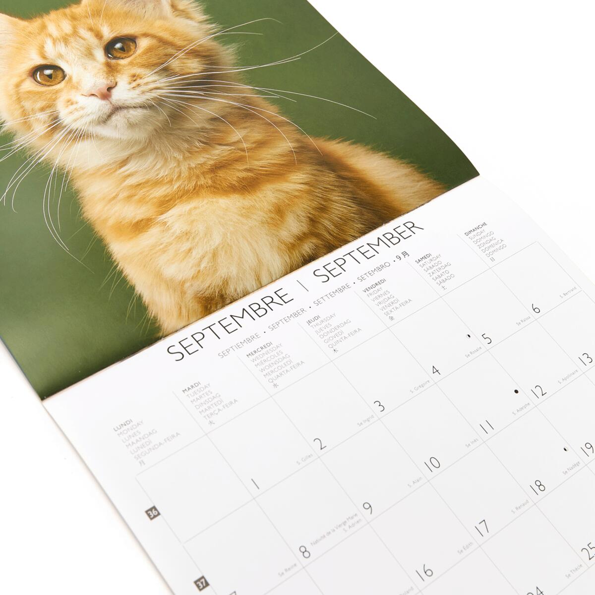 Grand calendrier mural 2026 Chats 4