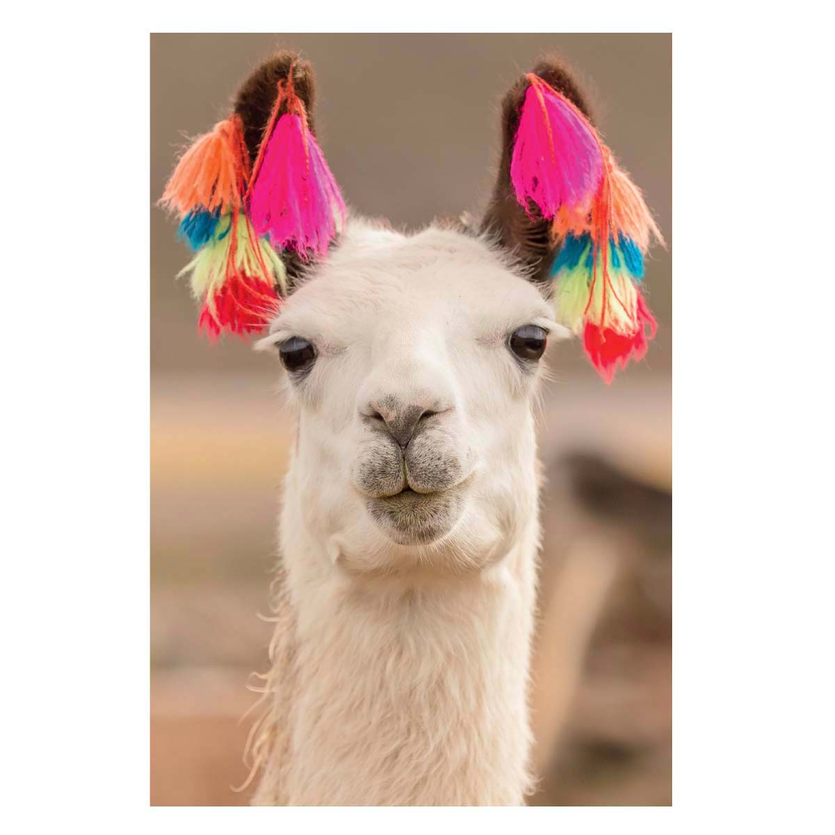 Carte de Voeux Mini - Photo de Lama