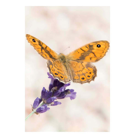Carte de Voeux Mini - Papillon